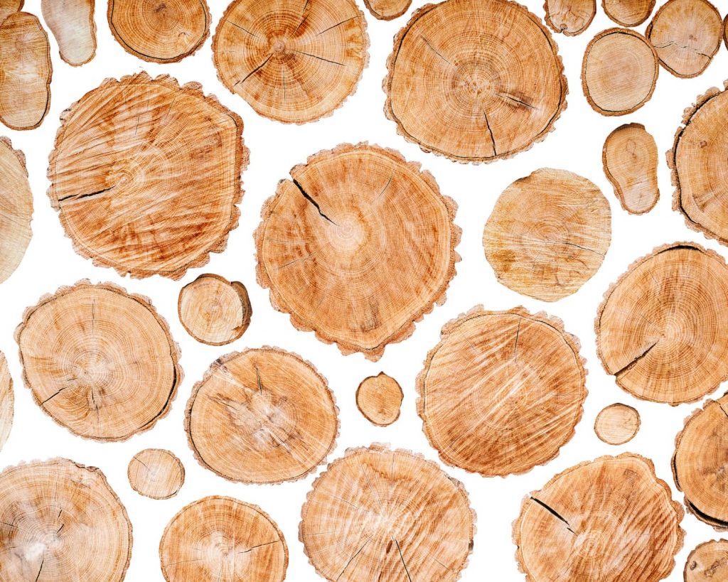 round wood slabs in white background