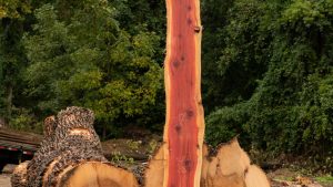 tall Cedar slab next to uncut logs