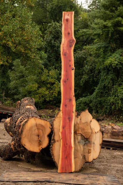 tall Cedar slab next to uncut logs