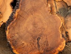 Elm Cookie slab next to uncut logs