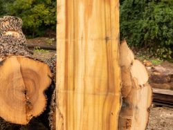 Poplar slab next to uncut logs