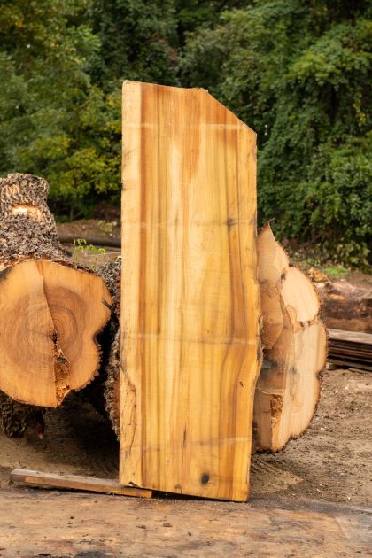 Poplar slab next to uncut logs