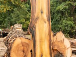 Tulip Popler wood slab 27-23inch by 126inch next to uncut logs